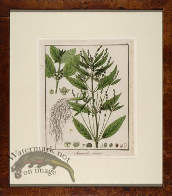 Hayne's Botanical in Burl 03